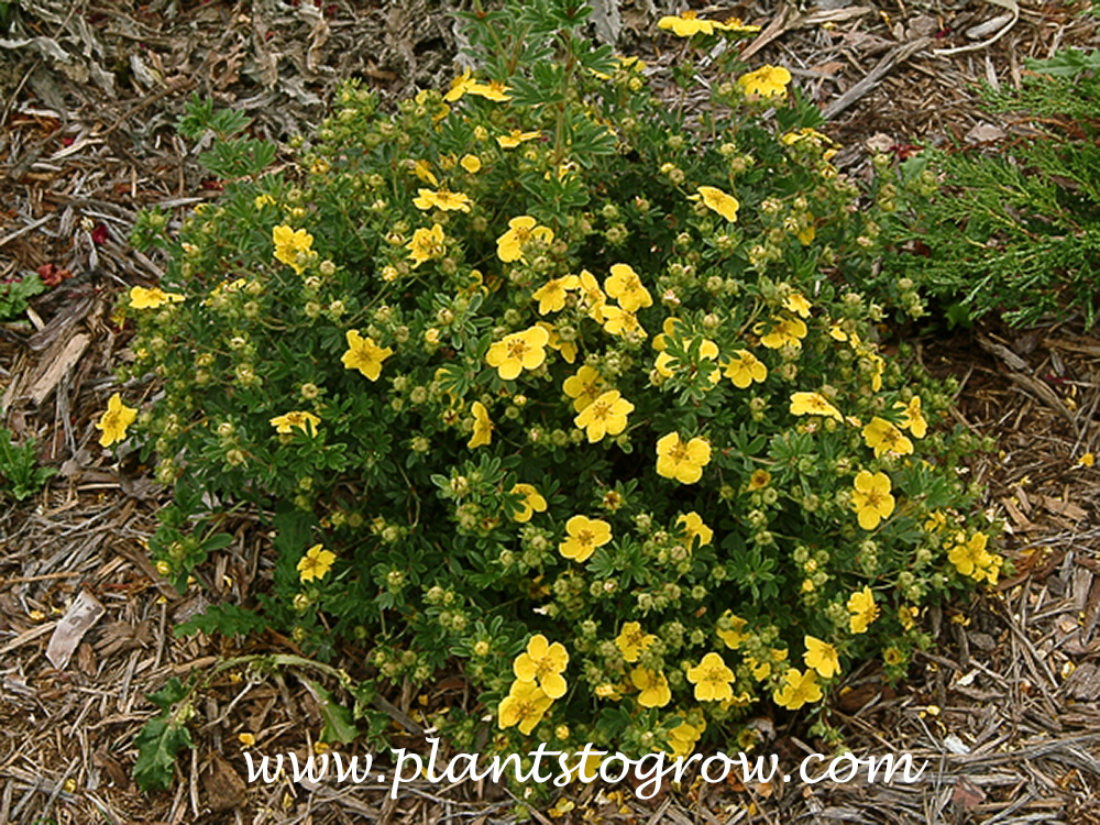 Goldstar Potentilla (Potentilla fruiticosa)